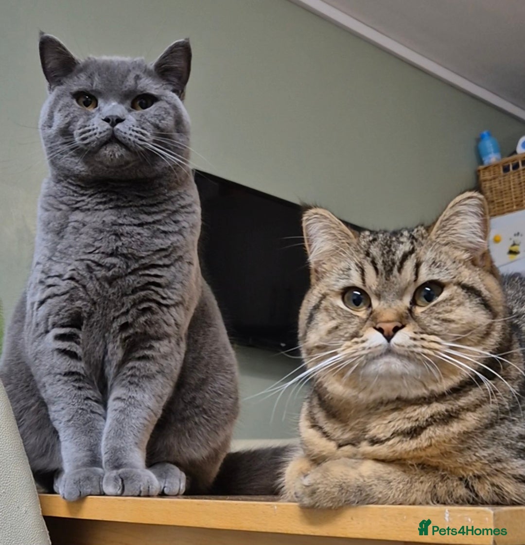 British Shorthair cats for sale: Bonded pair girl & boy - Advert 2