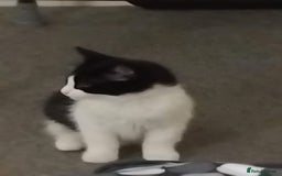 British Longhair cats for sale: Big boy - Image 4