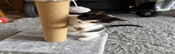 British Shorthair cats for sale: Adorable 8 week old female kitten  - Advert 3