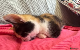 Mixed Breed cats for sale: 2 and half month old kittens for adoption! - Image 2