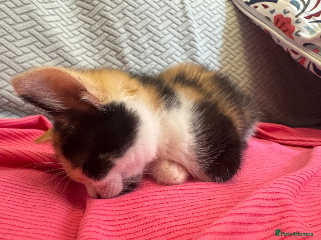 Mixed Breed cats for sale: 2 and half month old kittens for adoption! - Image 2