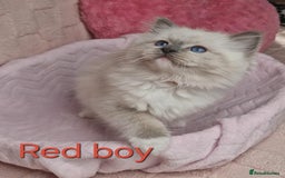 Ragdoll cats for sale: 4 Luxury European line Ragdolls kittens - Image 2