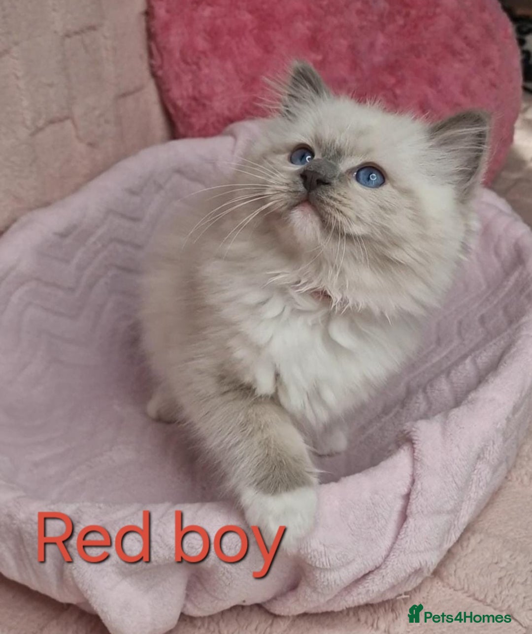 Ragdoll cats for sale: 4 Luxury European line Ragdolls kittens - Image 2