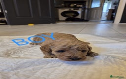 Cockapoo dogs for sale: Cockapoo Puppies - Image 4
