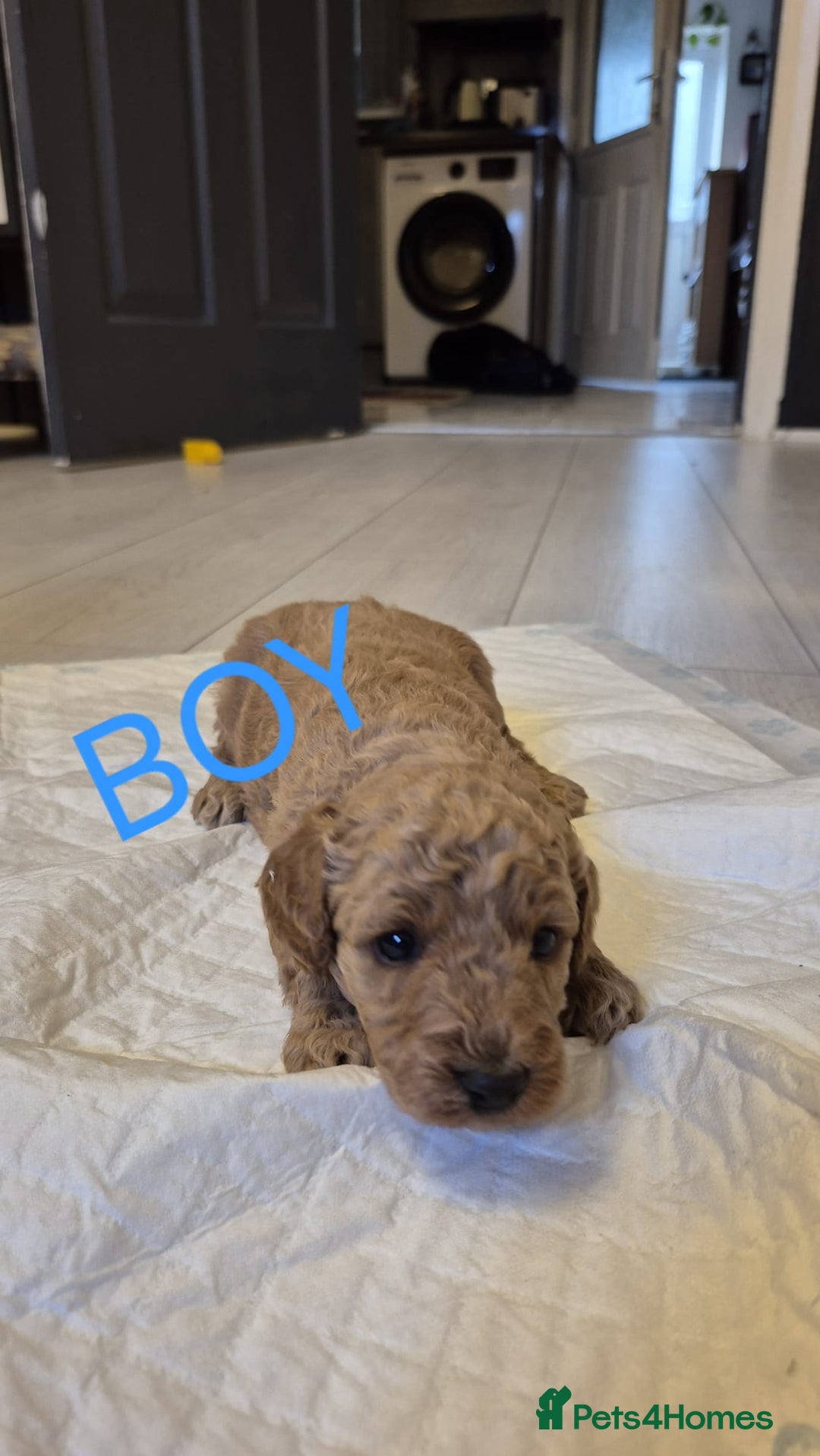 Cockapoo dogs for sale: Cockapoo Puppies - Image 4