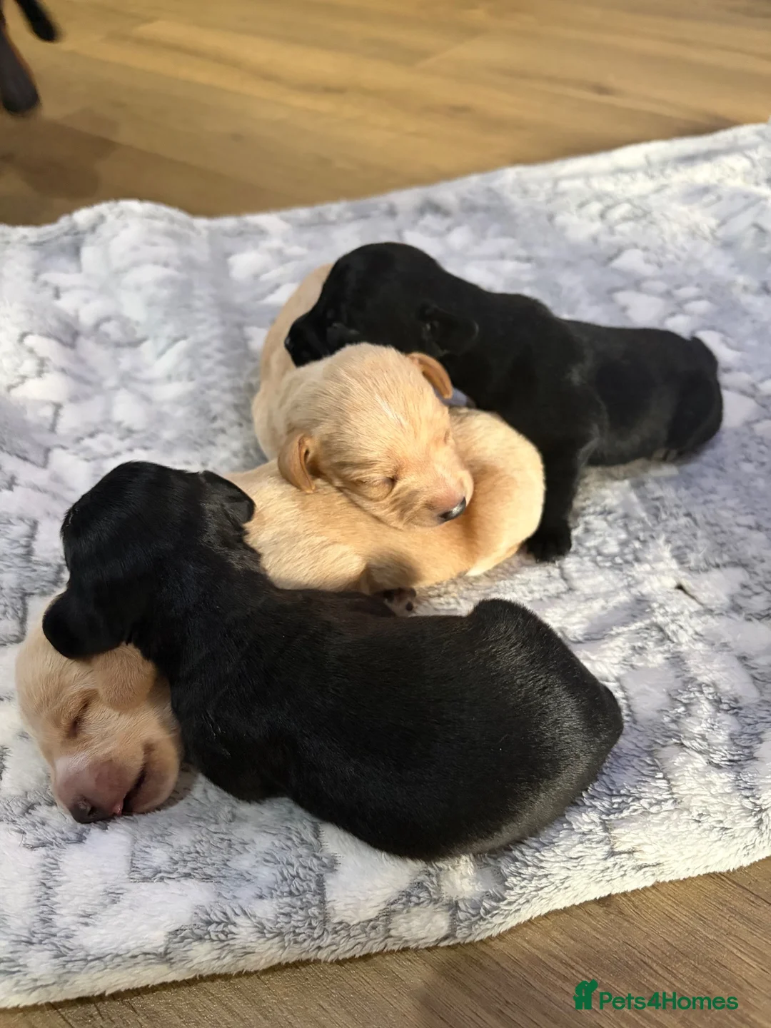 Mixed Breed dogs for sale: Dachshund cross puppies  - Advert 2