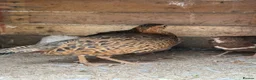 Quail poultry for sale: Quails for sale in Newcastle upon Tyne - Advert 3