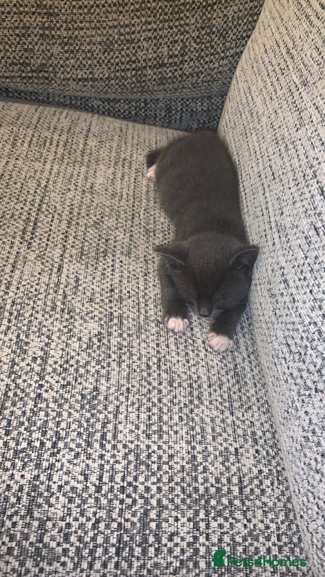 British Longhair cats for sale: Kittens for sale!! in Highbridge - Image 24