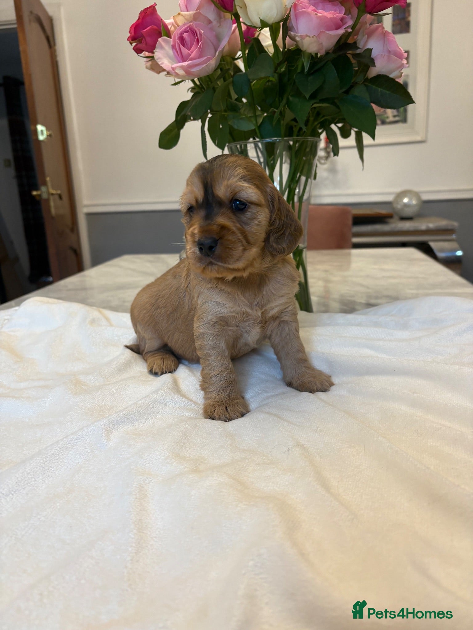 Mixed Breed dogs Mini golden retrievers ( DAKOTA SPORT RETRIEVERS)  - Advert 1