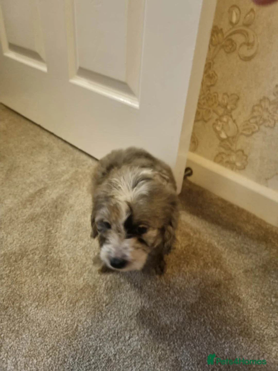 Cockapoo dogs for sale: Beautiful cockapoo  - Advert 12