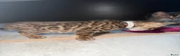 Bengal cats for sale: Bengal Male Kittens  - Advert 8