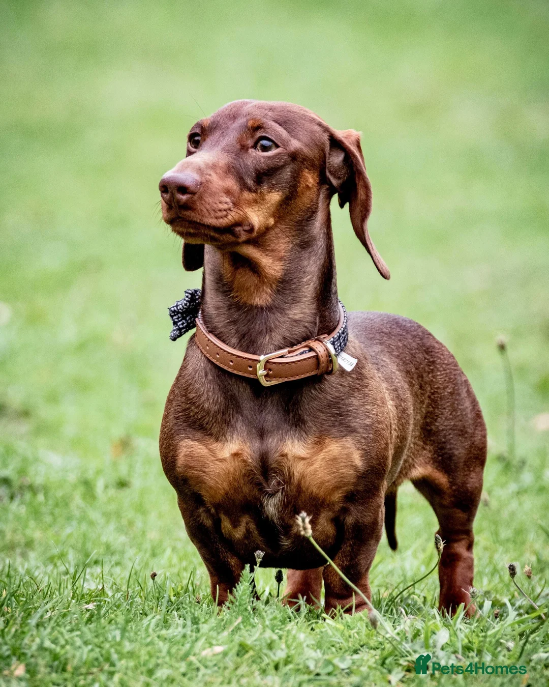 Miniature Dachshund dogs for stud: Miniature Choc & Tan Dachshund STUD KC registered  in Barnsley - Advert 2