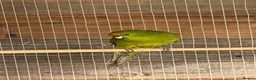 Parakeets birds for sale: Young colony of kakarikis  - Advert 9