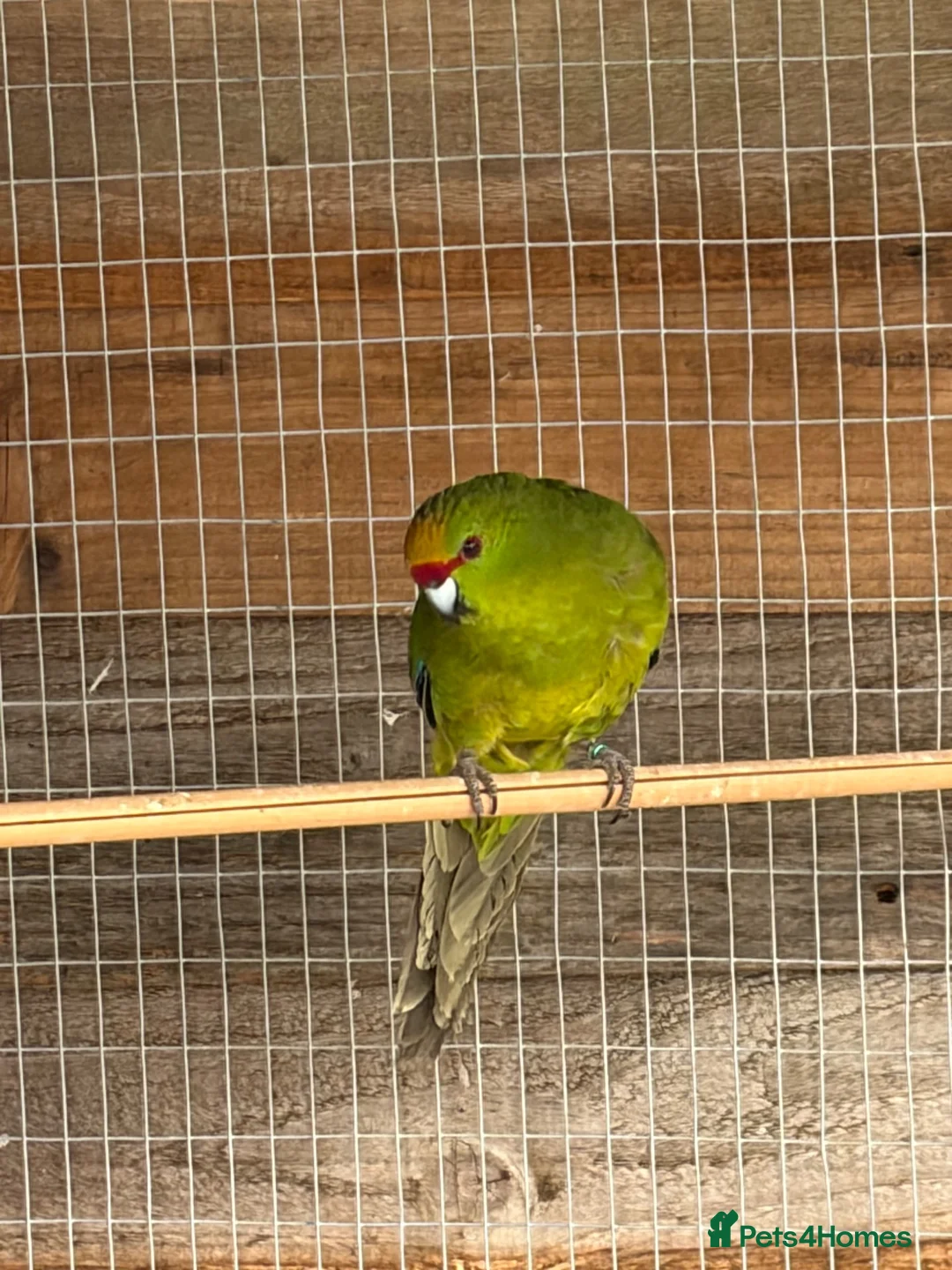Parakeets birds for sale: Young colony of kakarikis  - Advert 9