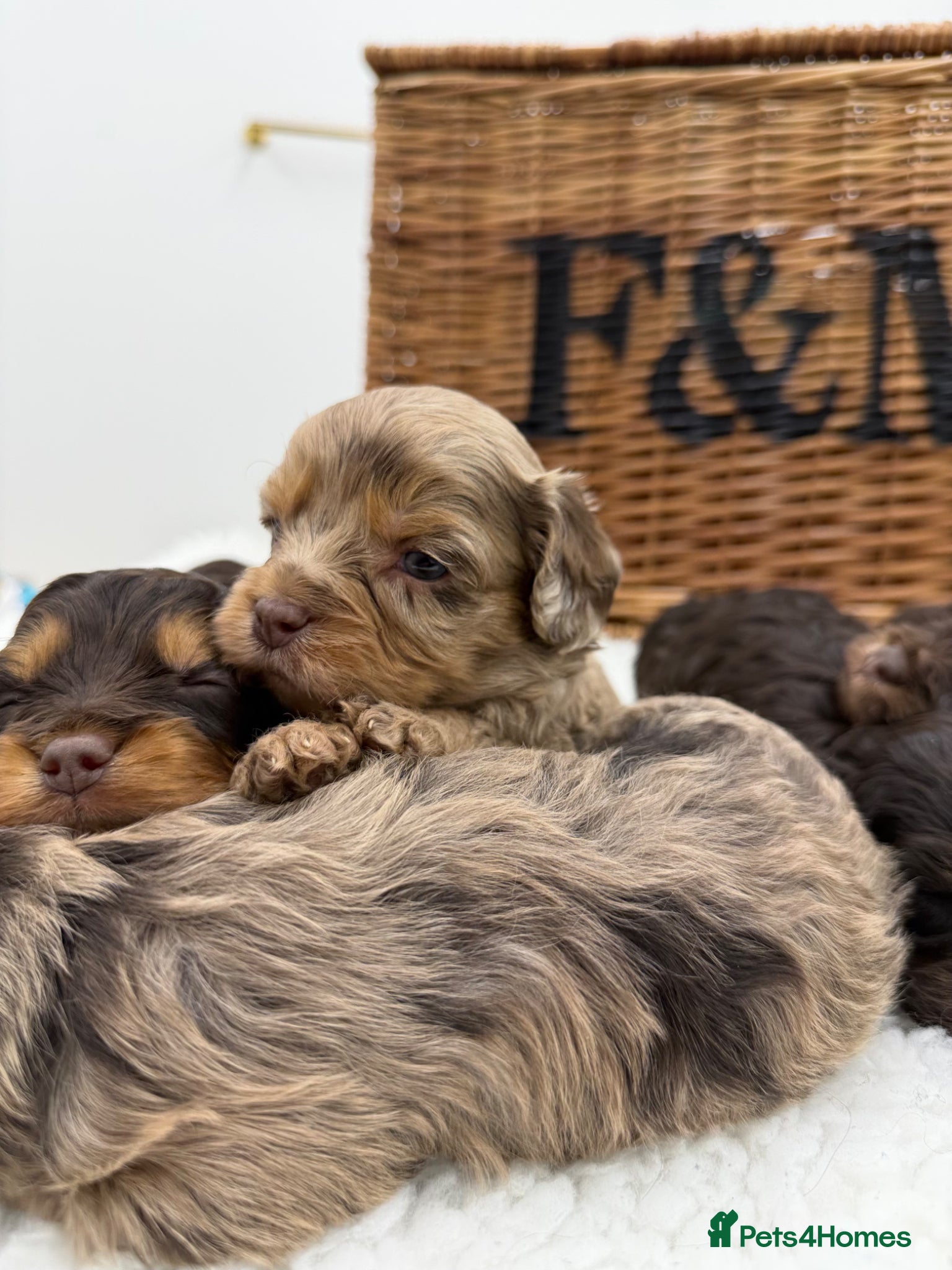 Cavapoo dogs F1 E ** tensively tested miniature cavapoos  - Advert 3