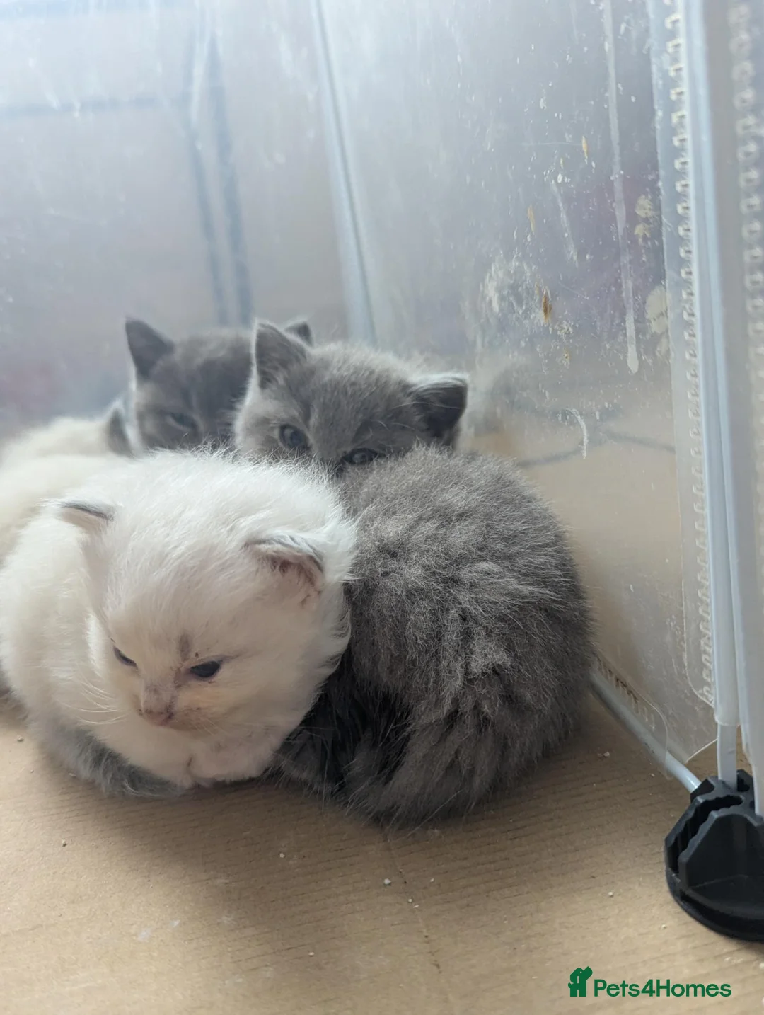 British Shorthair cats for sale: Beautiful British Shorthairs in Blackburn - Advert 13