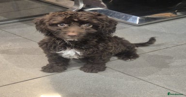 Cockapoo dogs - Advert 10