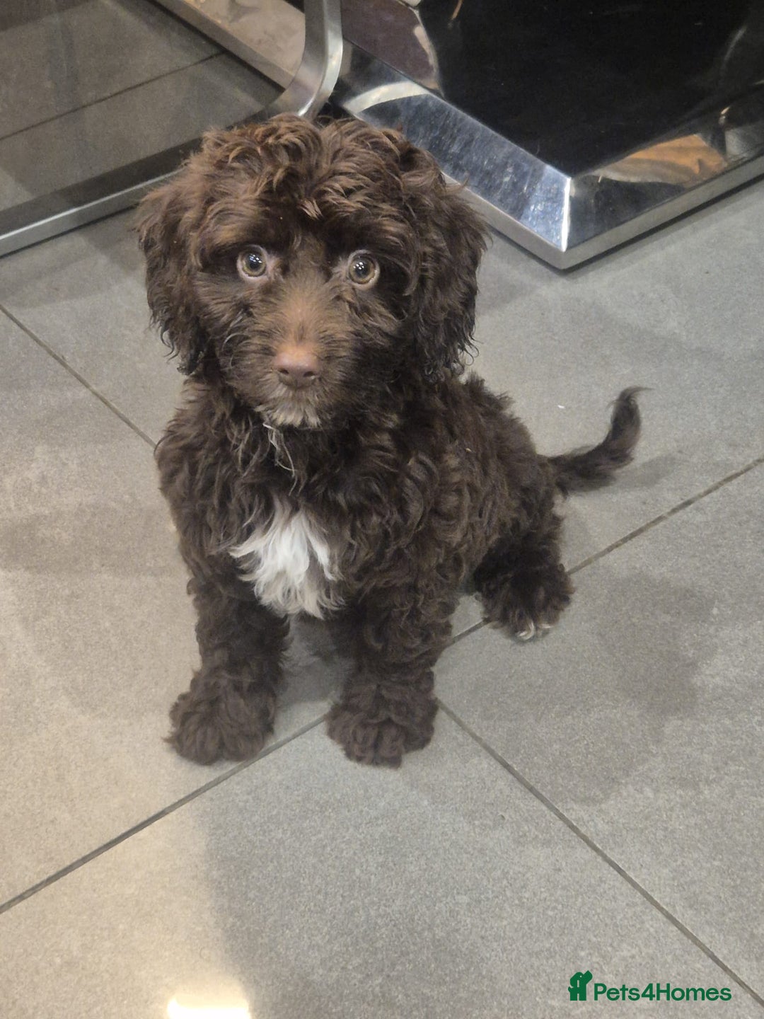 Cockapoo dogs for sale: Last f1B girl ready now - Image 3