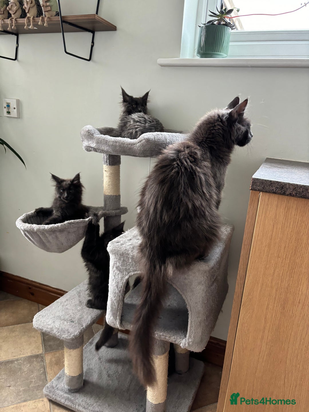 Maine Coon cats for sale: Stunning Maine Coon Kittens  - Image 22