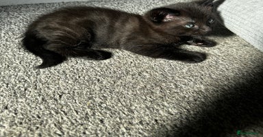 Domestic Shorthair cats - Advert 16