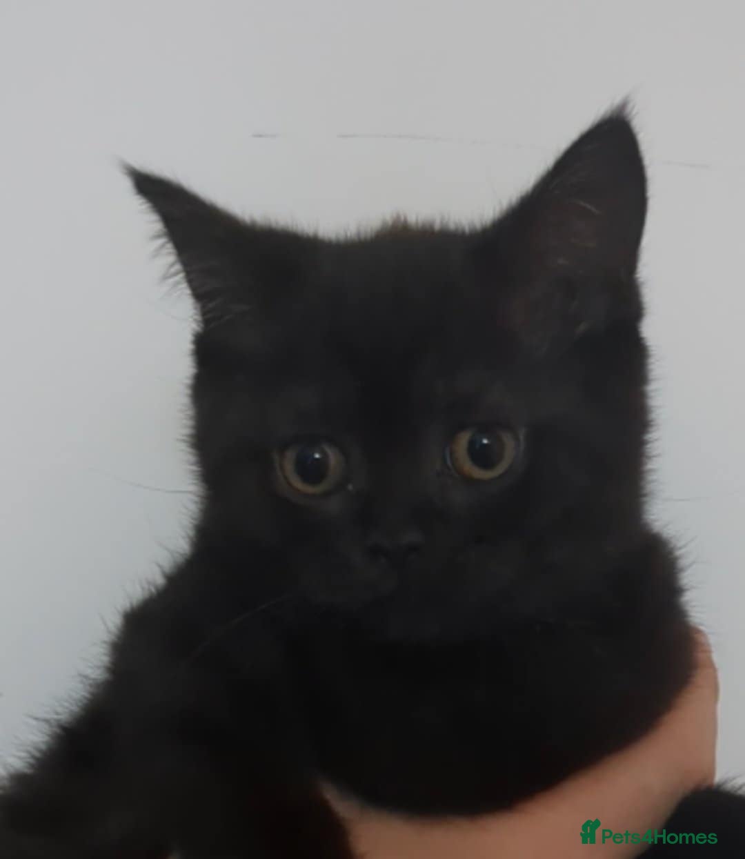 British Shorthair cats for sale:  Ready now. British shorthair kittens  - Image 6