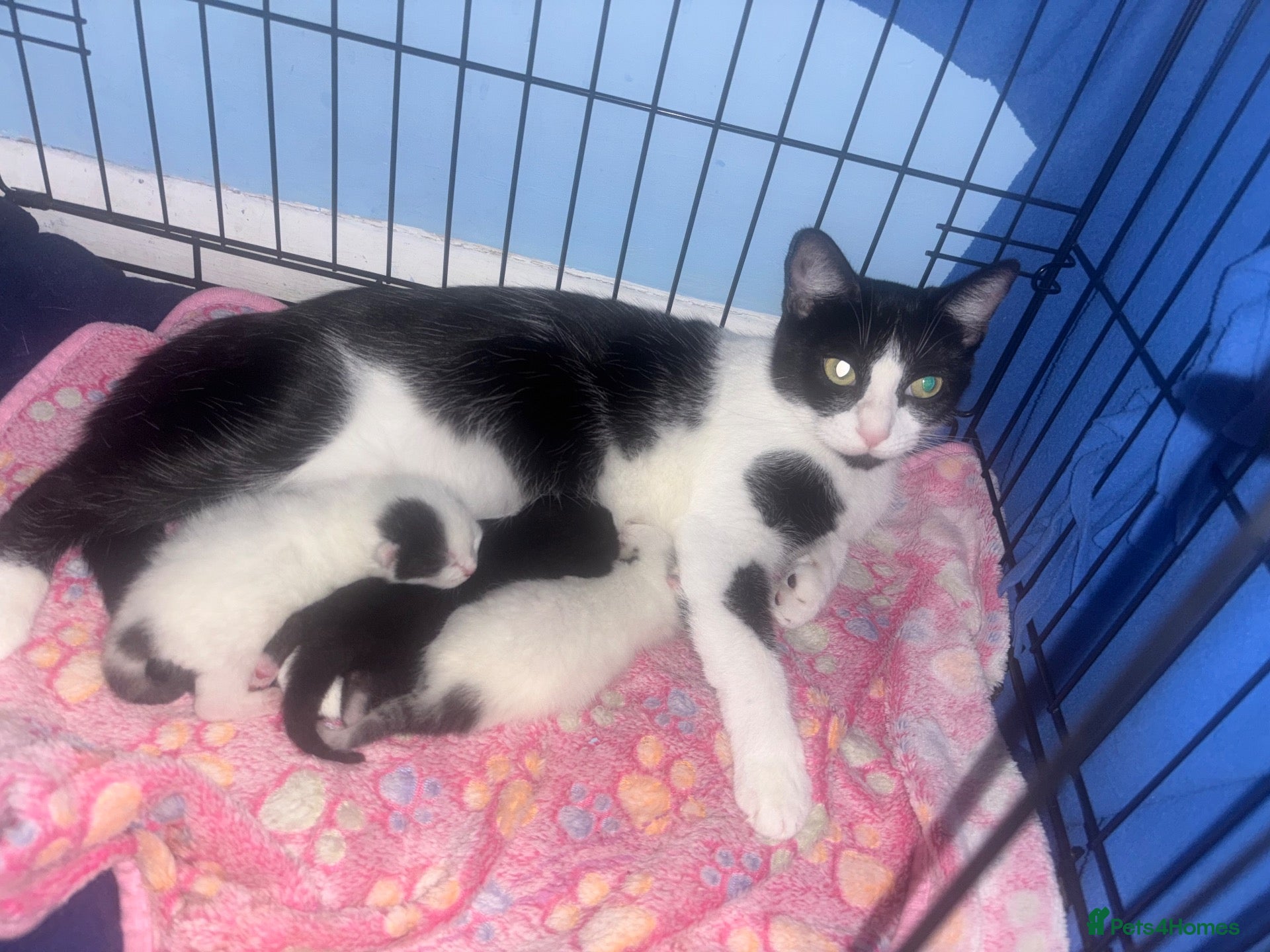Mixed Breed cats 3 kittens for sale  - Advert 10