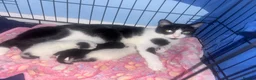 Mixed Breed cats for sale: 3 kittens for sale  in Worcester Park - Advert 1