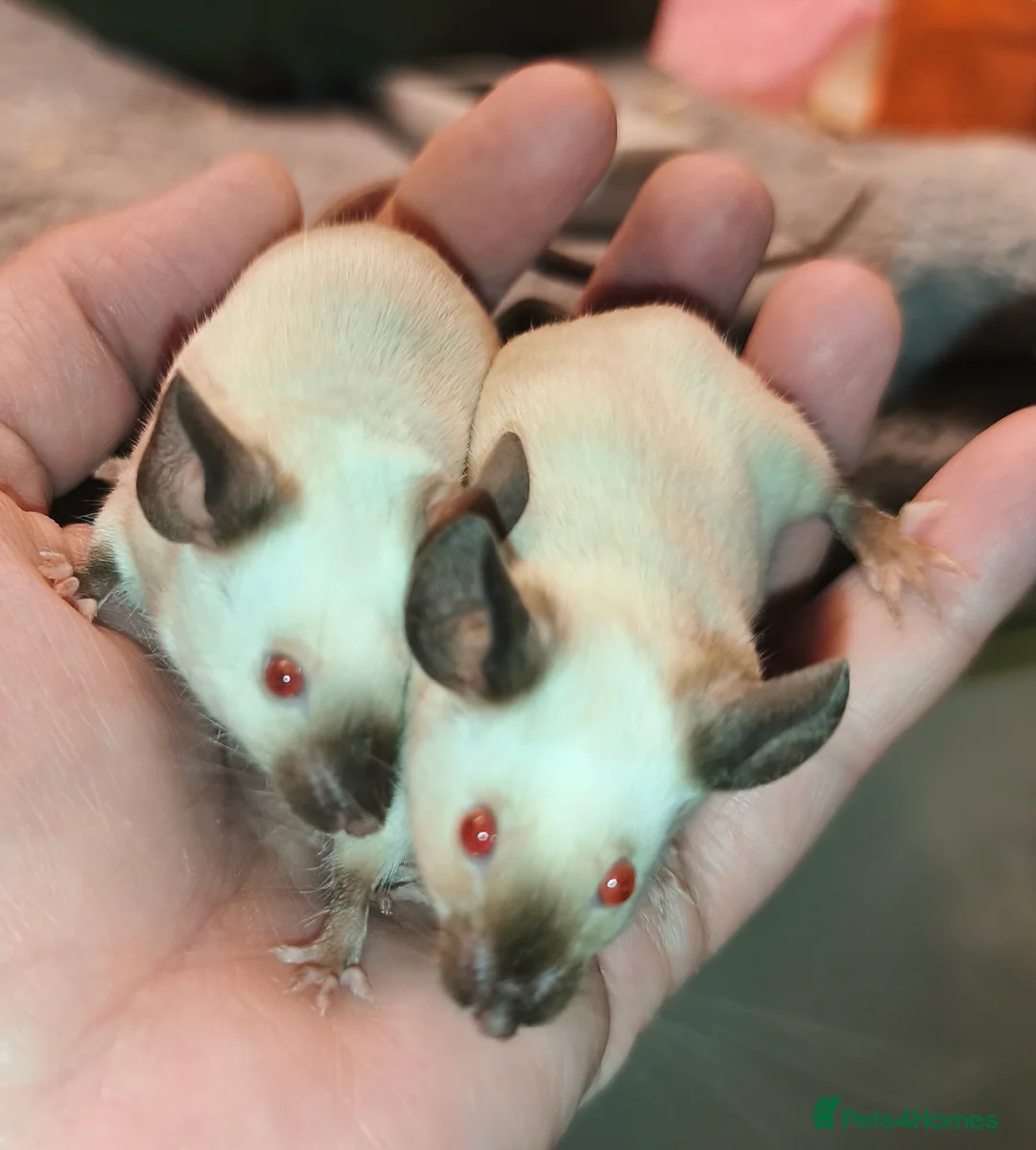 Mouse rodents for sale: Female mice in various colours - Advert 1