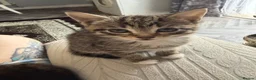 Mixed Breed cats for sale: 4 kittens for sale - Advert 7