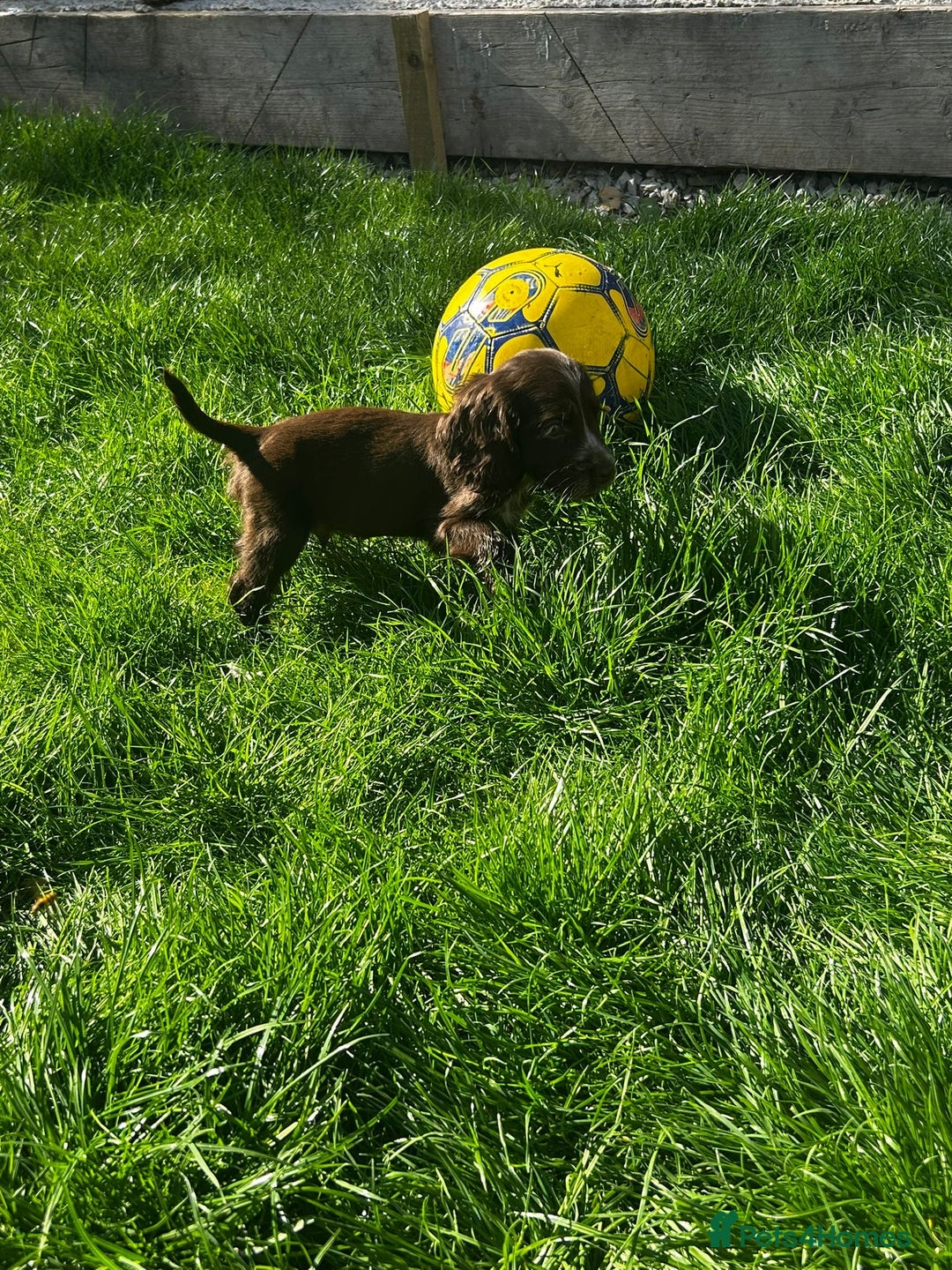 Cocker Spaniel dogs for sale: Show cocker spaniels  - Image 30