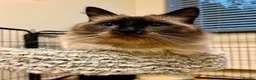 Ragdoll cats for sale: Beautiful seal point male  - Advert 2
