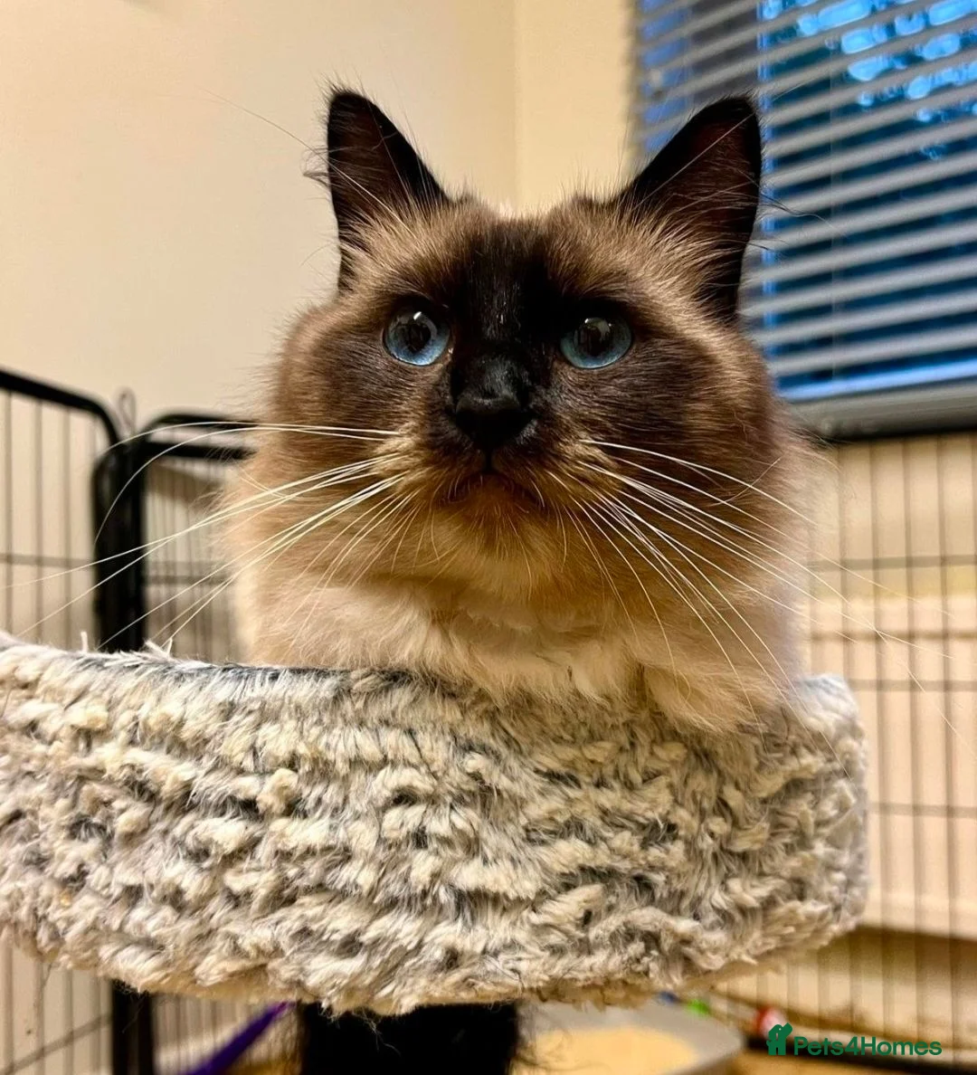 Ragdoll cats for sale: Beautiful seal point male  - Advert 2
