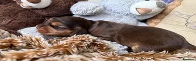 Cocker Spaniel Puppy 7