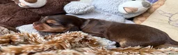 Cocker Spaniel dogs for sale: Outstanding show cocker spaniels - KC in Leicester - Advert 24