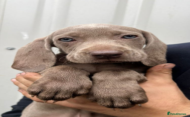 Weimaraner dogs - Advert 10