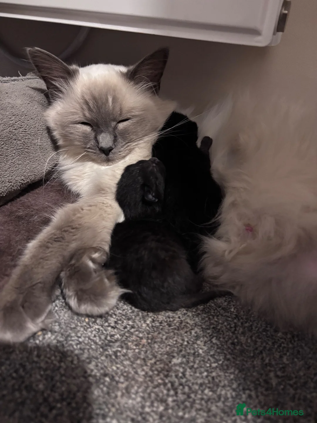 Mixed Breed cats for sale: Ragdoll cross kittens - Advert 5
