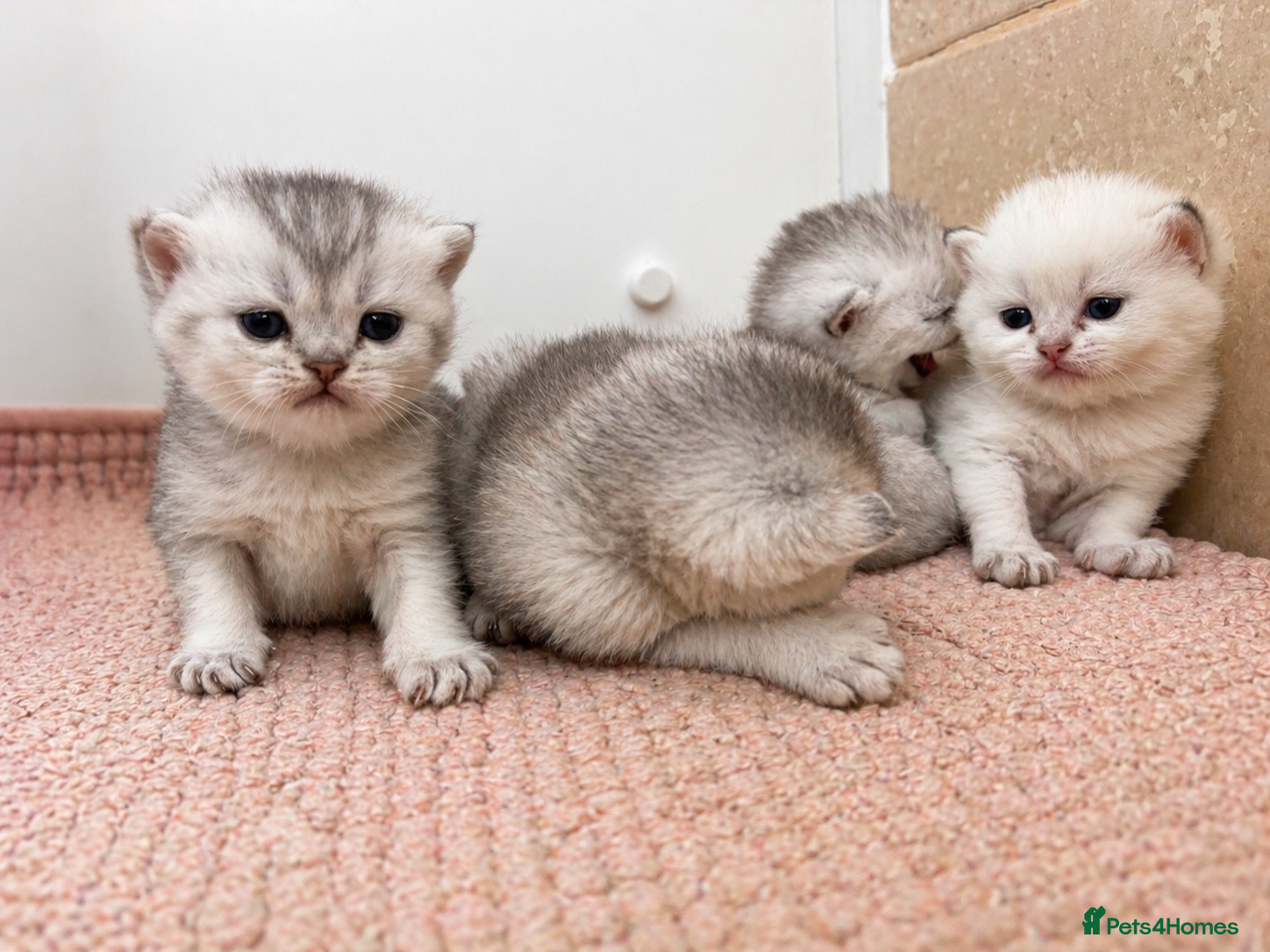 British Shorthair cats BSH GCCF reg., silver chinchilla & colour point  - Advert 2