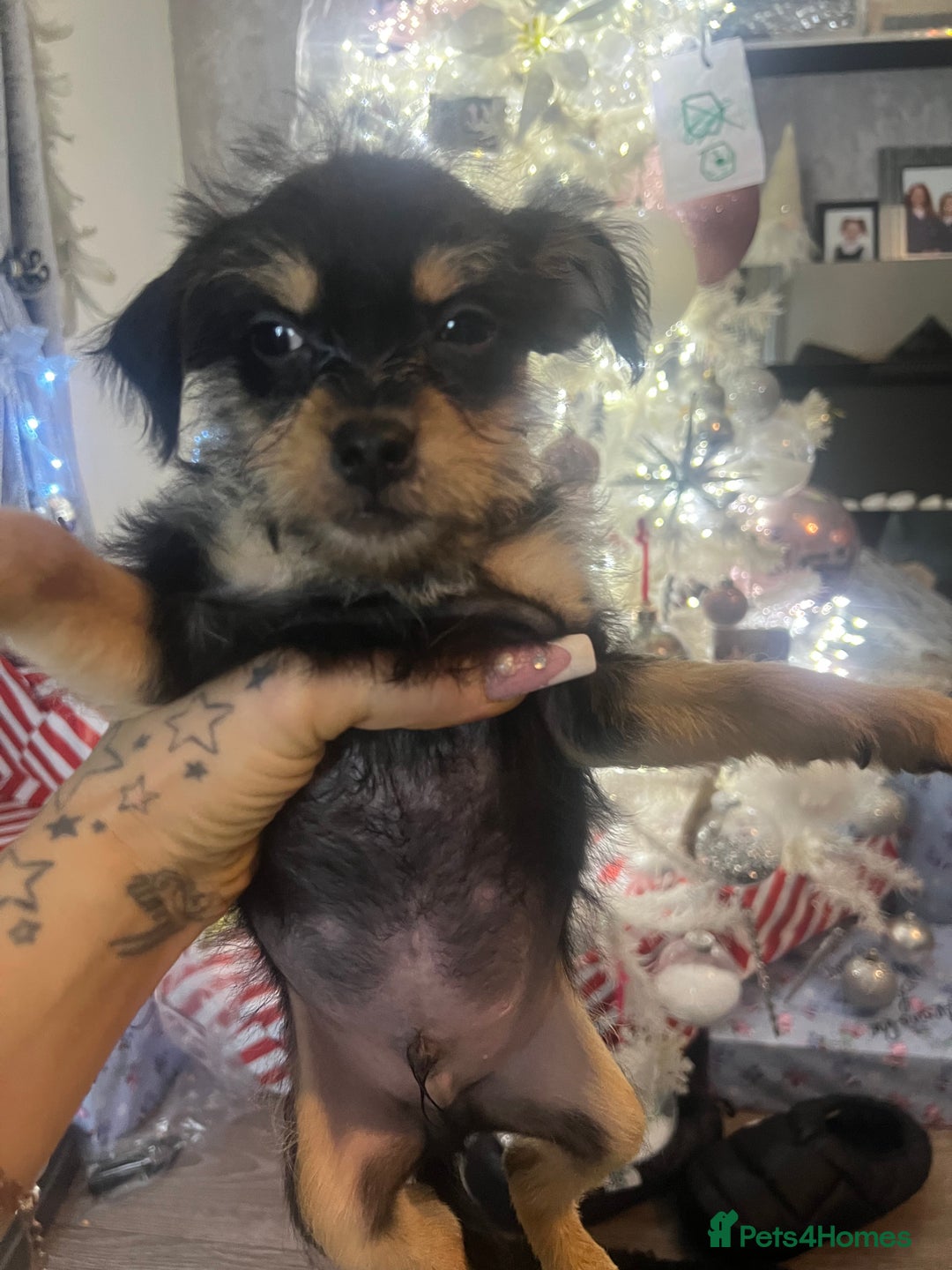 Mixed Breed dogs for sale: Jackapoo frenchy - Advert 21