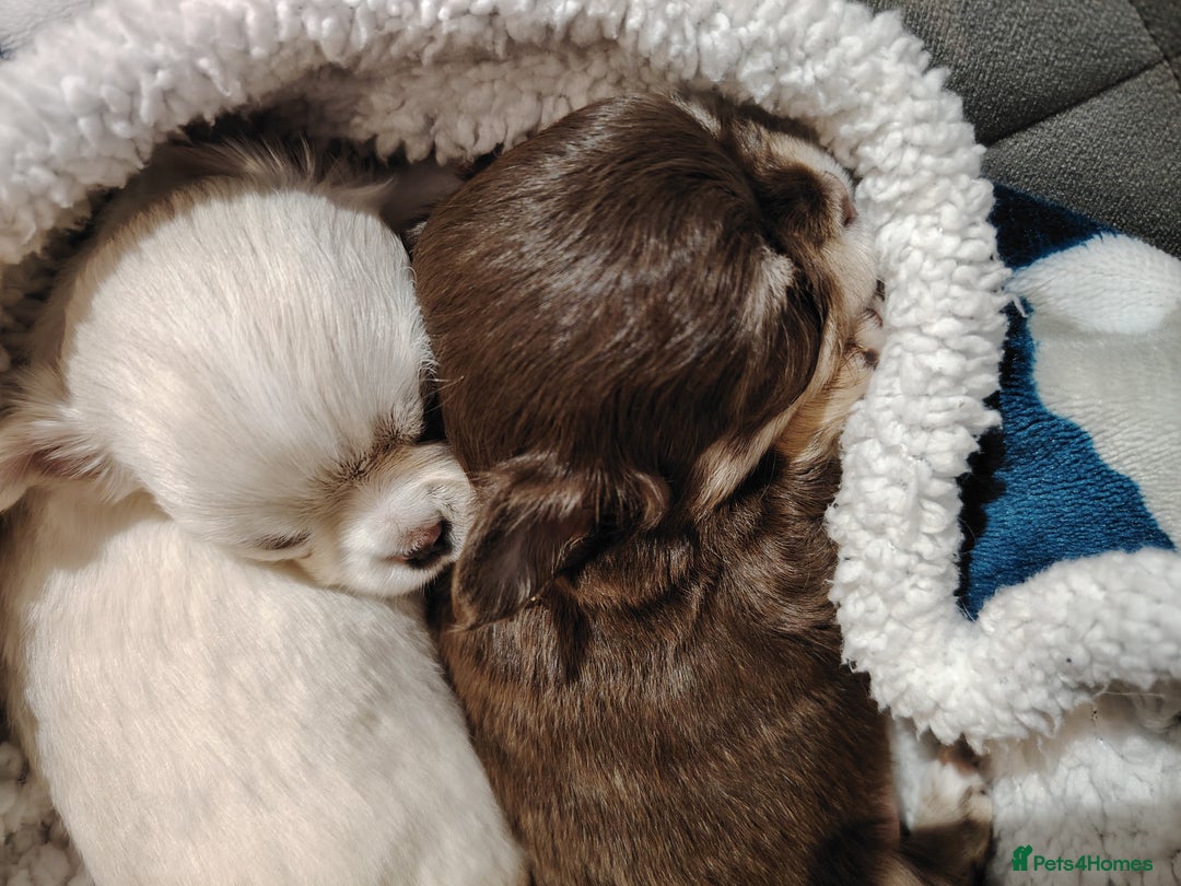 Chihuahua dogs for sale: Both girls are now reserved  - Advert 4