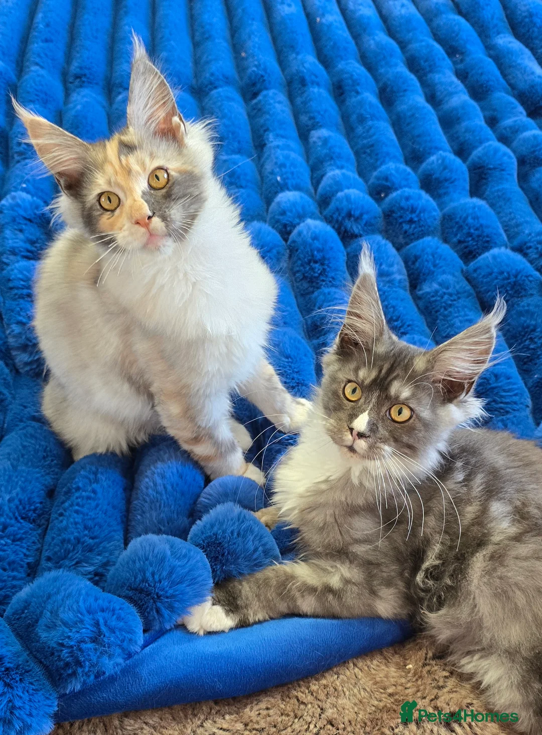 Maine Coon cats for sale:  Maincoon girls. parents  HCM, SMA, PK-DEF N/N - Advert 2