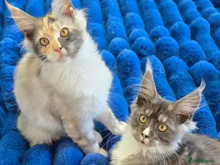 Maine Coon cats Stunning Maincoon kittens - Advert 7