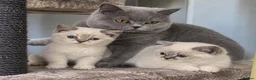 British Shorthair cats for sale: 🩷 LAST 2 GIRLS 🏆TICA reg 🐾 BSH - Advert 14