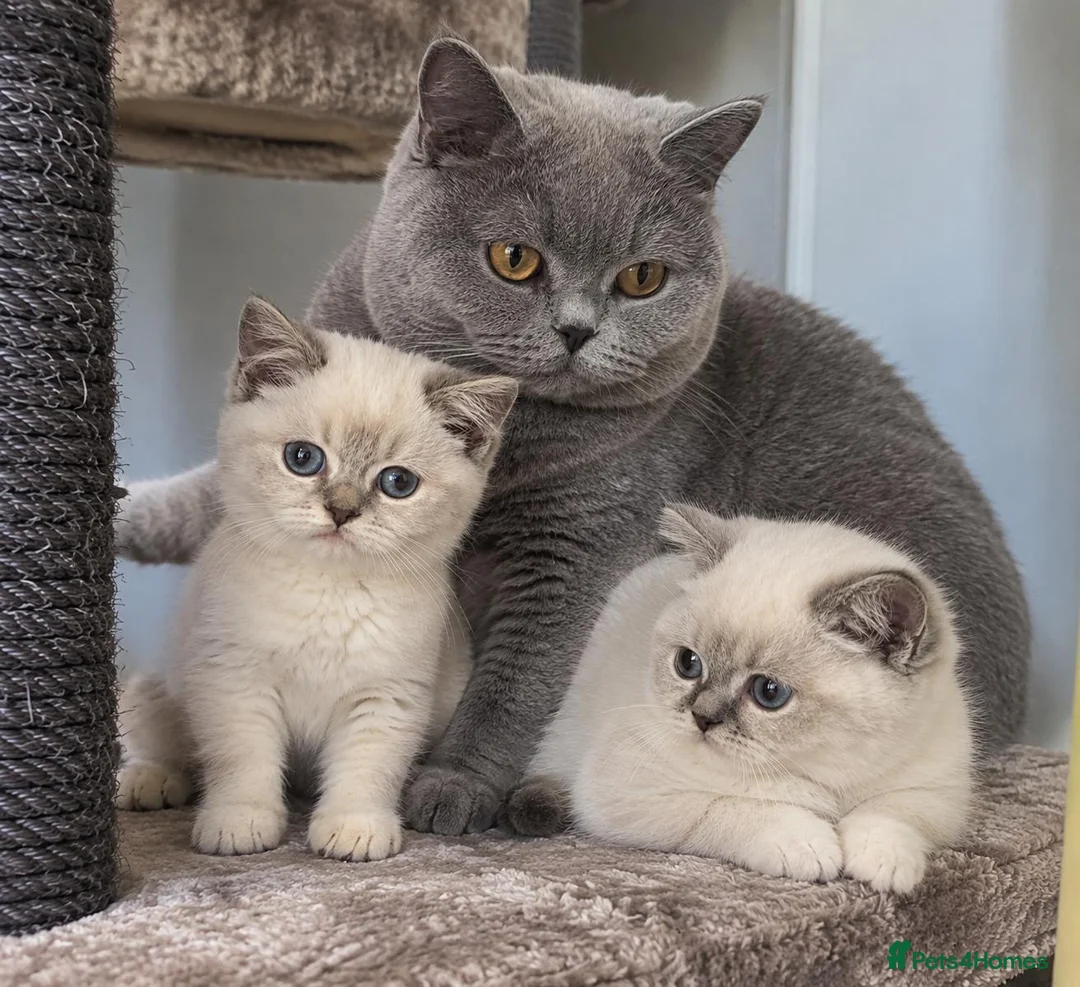 British Shorthair cats for sale: 🩷 LAST 2 GIRLS 🏆TICA reg 🐾 BSH - Advert 14