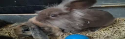 Mini Lion Lop rabbits for sale: Mini lop x lion heads - Advert 22