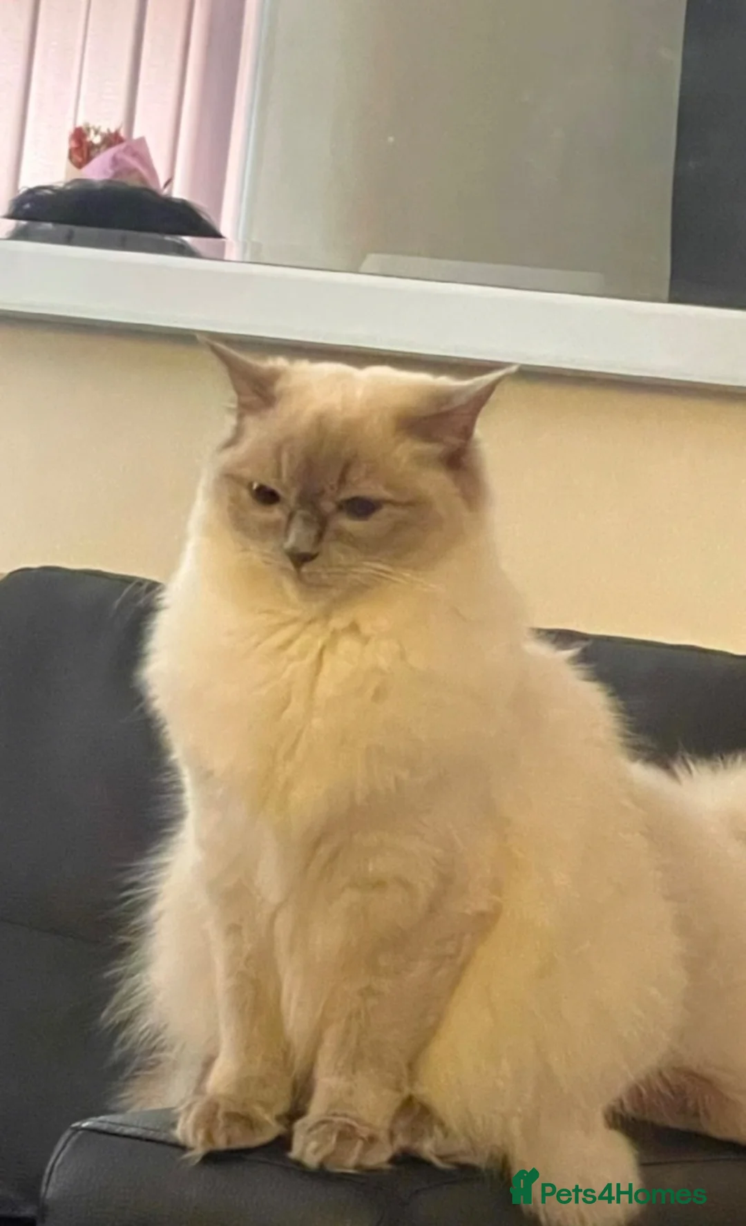 Ragdoll cats for sale: 💙6 Beautiful Pure Ragdoll Kittens💙 - Advert 30