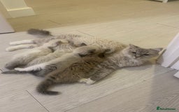 Ragdoll cats for sale: Ragdoll Kittens Male & Female - Image 2