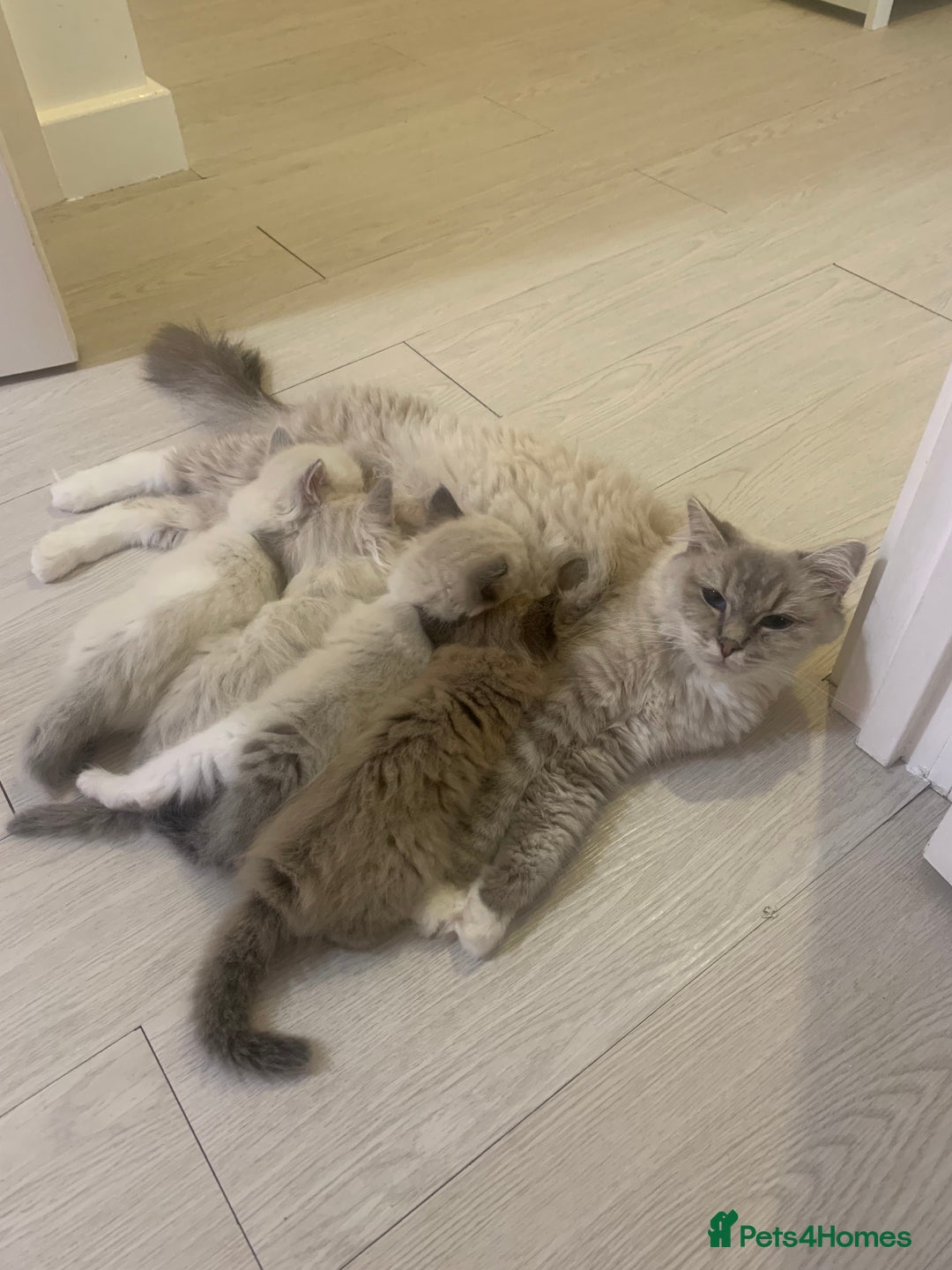 Ragdoll cats for sale: Ragdoll Kittens Male & Female - Image 2