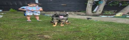 German Shepherd dogs for sale: German Shepherd  - Advert 4