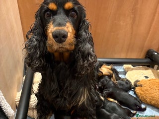 Cocker Spaniel dogs Beautiful KC Registered- Cocker Spaniel Pups - Advert 2
