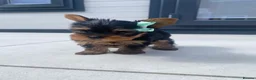 Yorkshire Terrier dogs for sale: 3 Beautiful Pure Breed Yorkshire Terrier puppies  - Advert 9